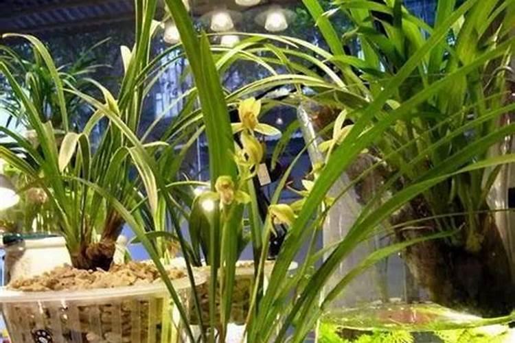 新栽兰花叶面可以喷水吗