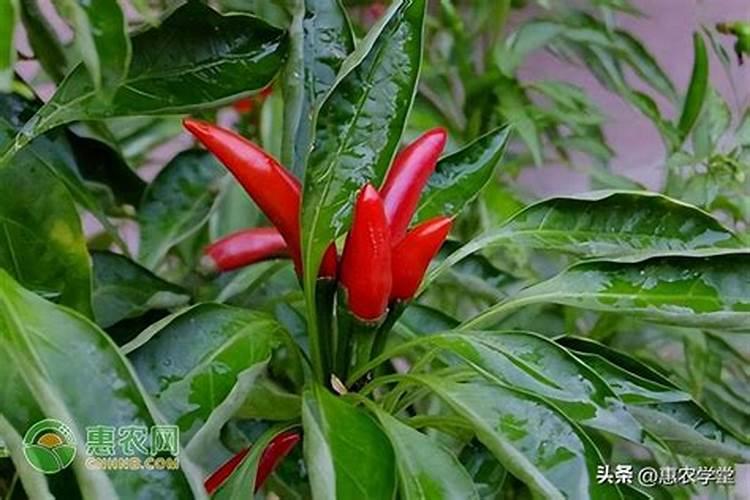 小米椒种植方法与技术