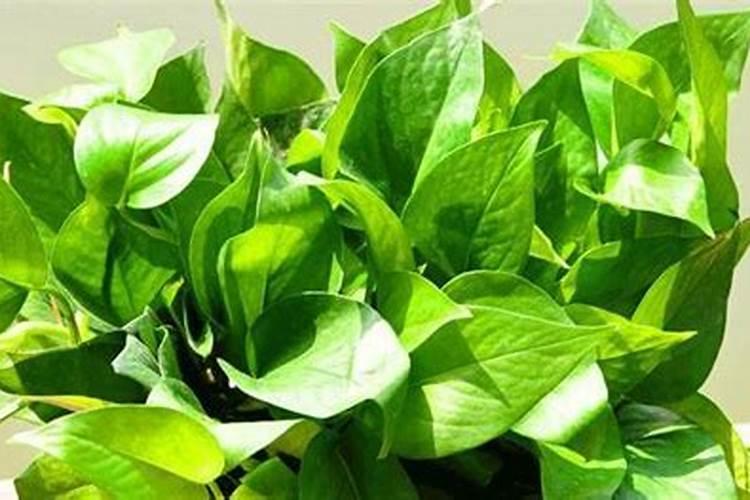 绿萝用什么肥料最好