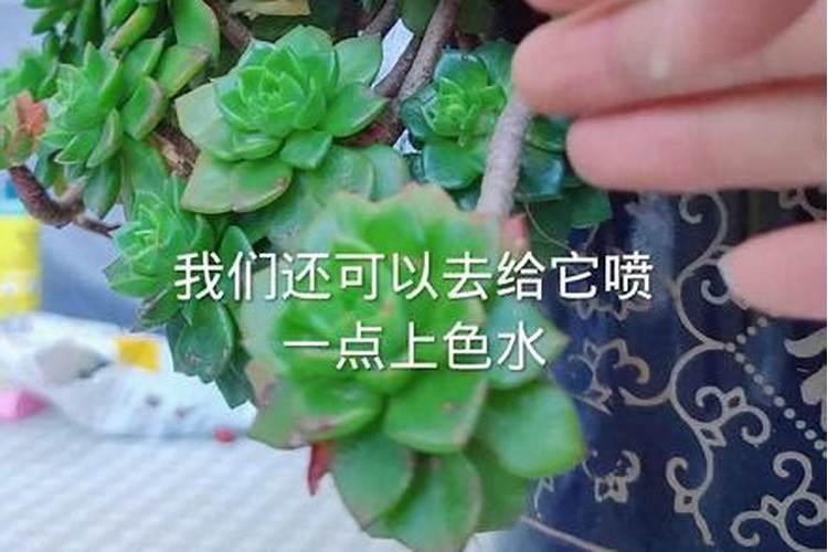 多肉植物用什么肥料好