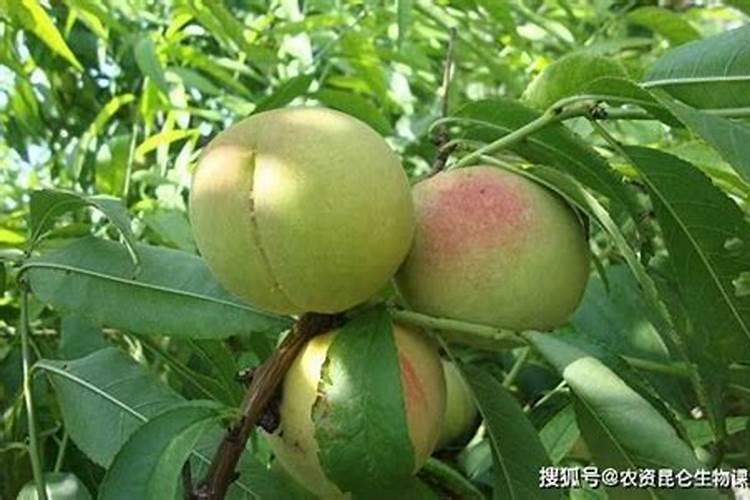 怎样使桃子有硬度