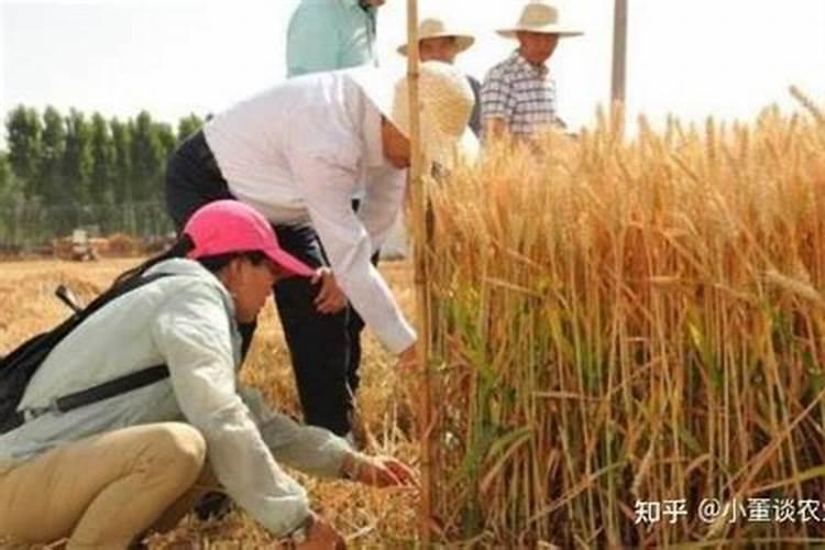 小麦能不能用芸苔素拌种？如果能该怎么使用？