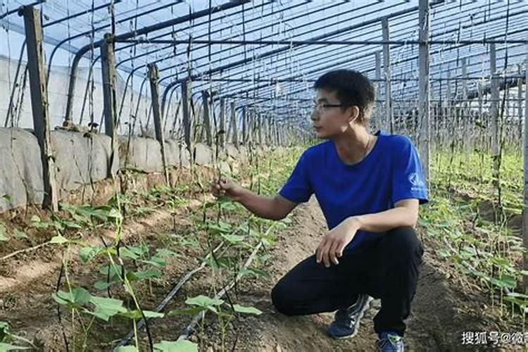 豇豆追肥用什么肥料好？