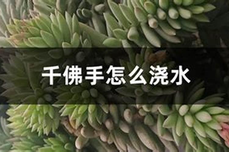 千佛手怎么养爆盆,散光沐浴追施复合肥