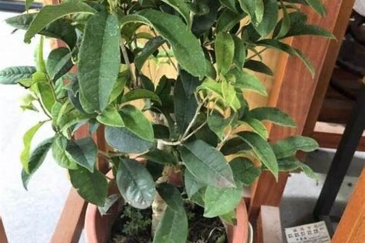 桂花如何施钾肥