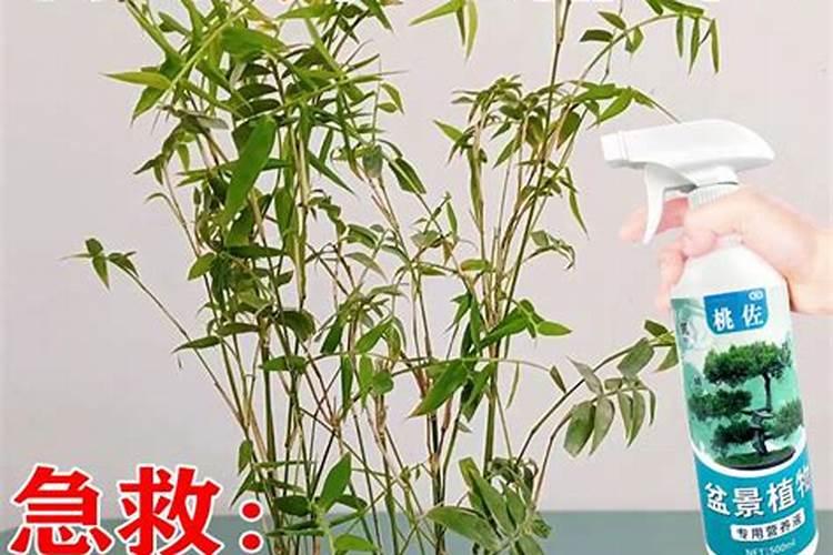 我养的观音竹已经生根了但是黄叶是怎么回事