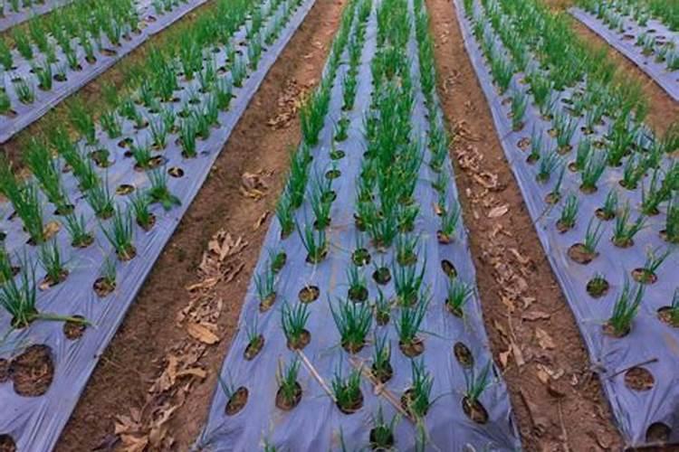 白茶施肥:安吉白茶茶园施什么肥好？