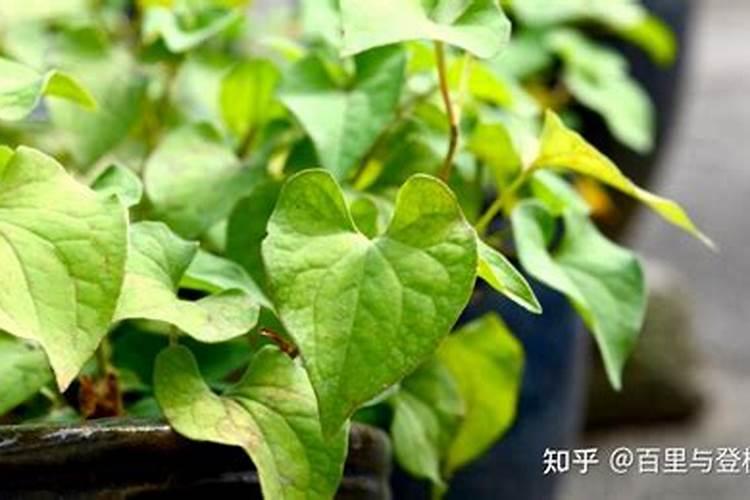 鱼腥草的高产施肥技巧 鱼腥草应该怎么种植