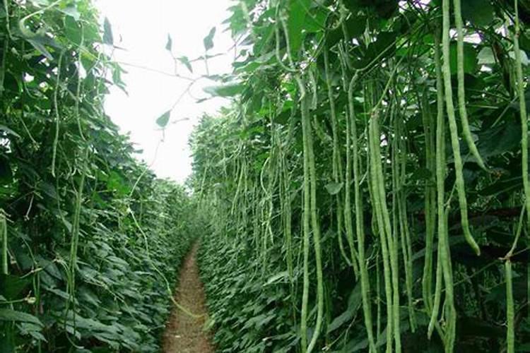 豆角开花期怎样施肥 什么时候施肥产量高