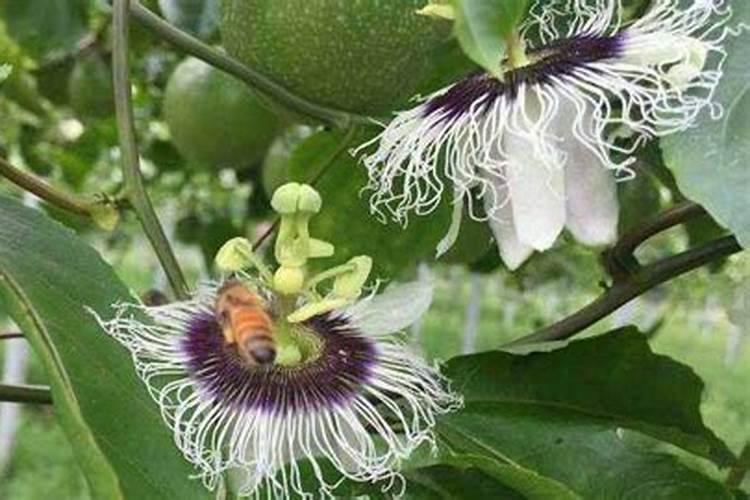 百香果多久施一次肥 施什么肥好