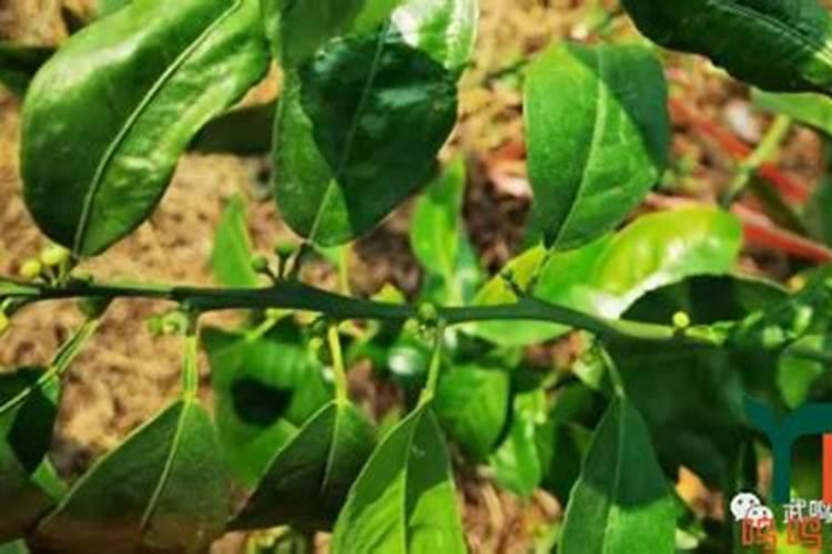 沃柑全年施肥时间表 介绍沃柑及施肥的方法