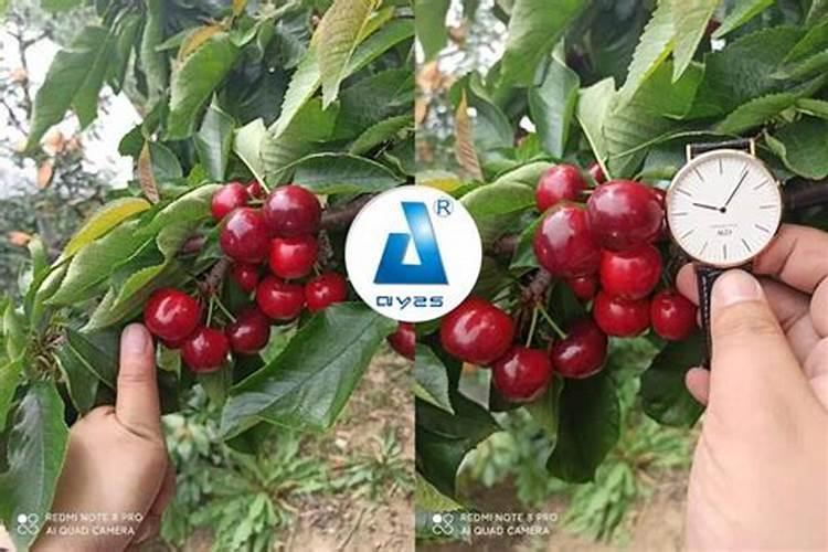 樱桃开花可施什么肥料