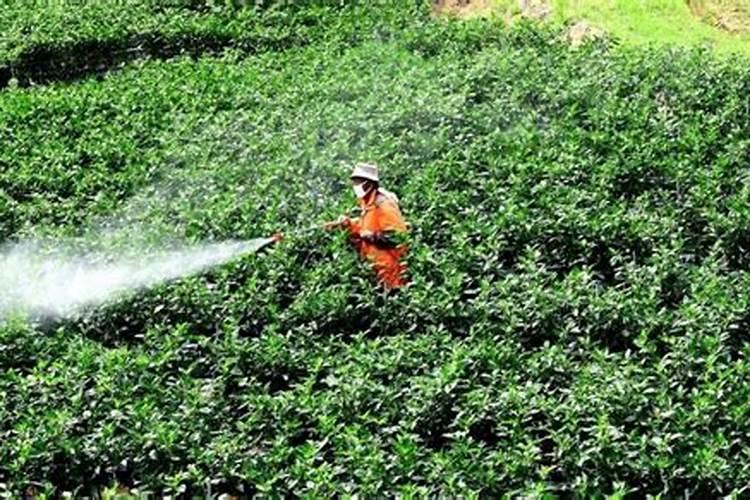 杀菌剂粘在作物叶片上对作物有没有影响