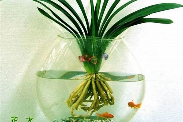 兰花最简单的水培方法