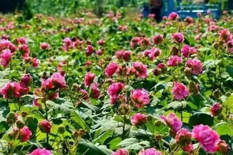 钙肥能和复合肥同时冲施吗？