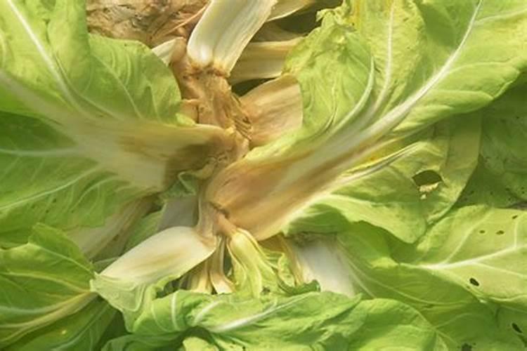 腐烂的菜叶可以当肥料吗？