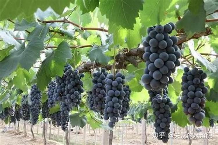 种葡萄要施什么肥料