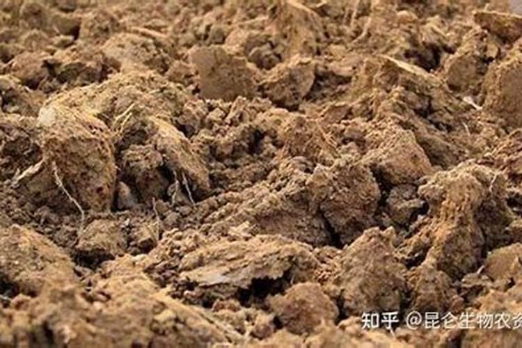 竹荪种植方法与技术