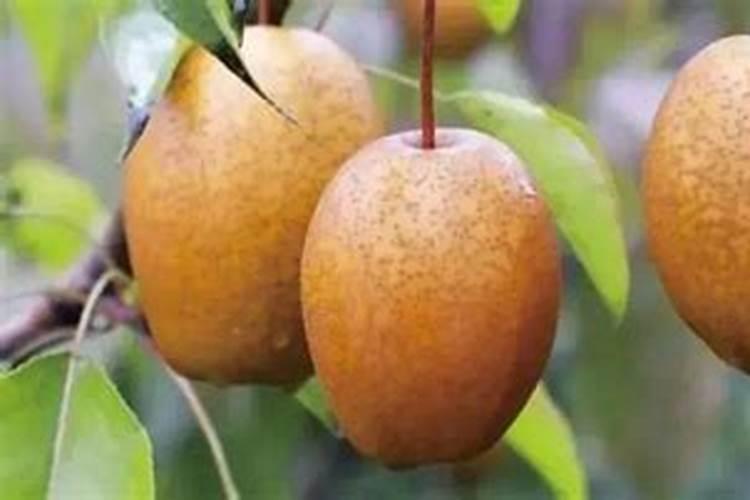 农户种植梨树应注意什么或怎样提高经济效益？