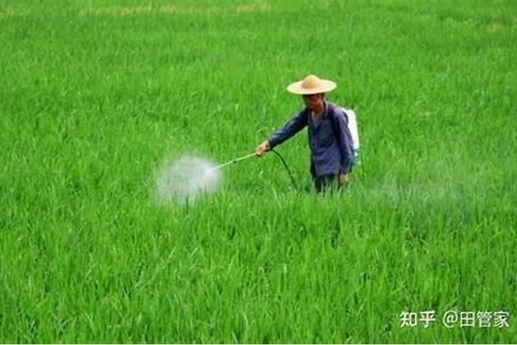 蔬菜喷叶面肥后多长时间可喷杀虫药？