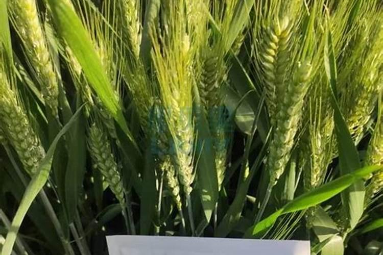 小麦叶面肥喷施温度多少合适？
