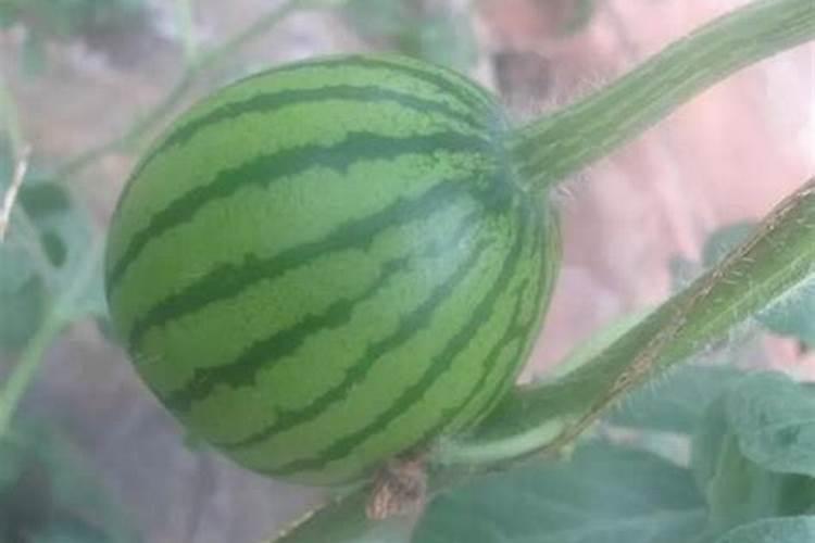 平衡肥。高钾肥钙肥分别在西瓜什么时期冲施？
