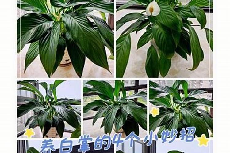 白掌用什么肥料最好