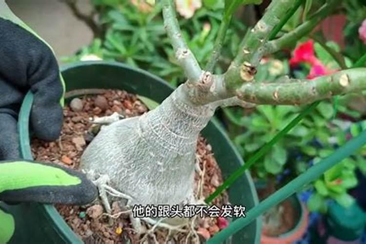 沙漠玫瑰叶子背面发红是什么原因