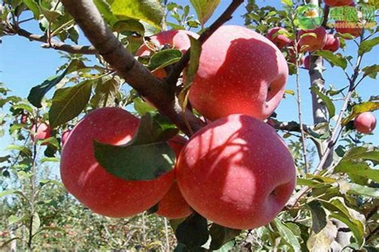 苹果树种植不同时期怎么施肥 苹果树施肥技巧