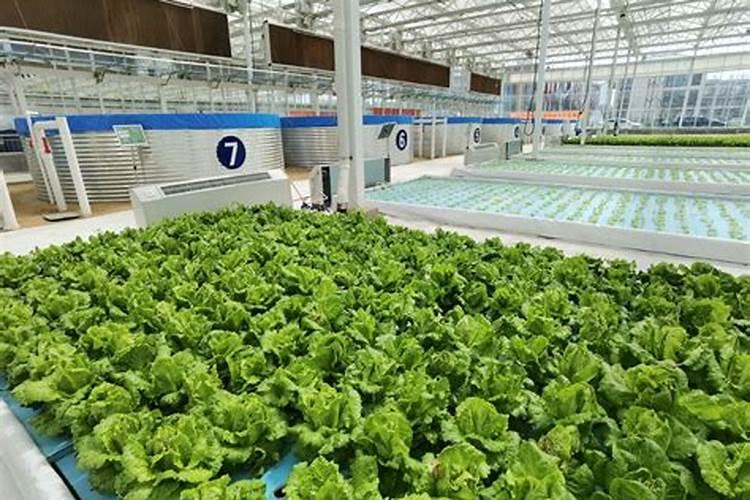 菜为什么要施肥？不施肥长不好吗？