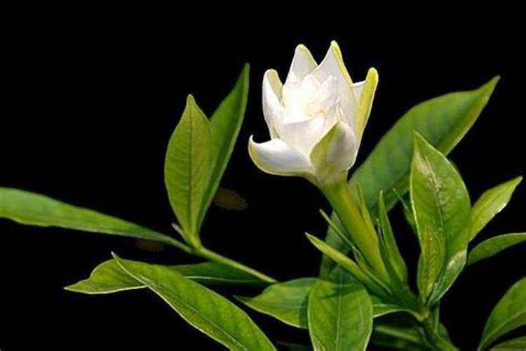 给月季和栀子花咋样施磷酸二氢钾肥
