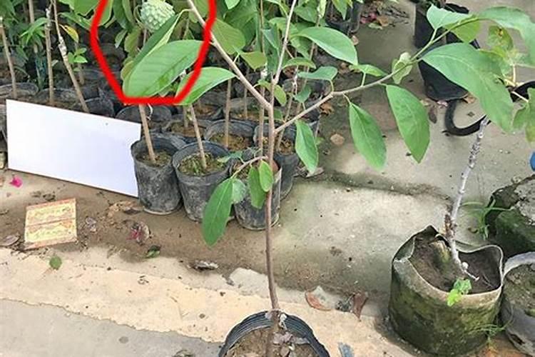 广西释迦果树种植方法