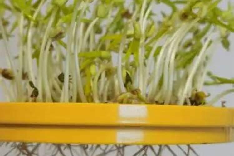 豆芽一洗就断
