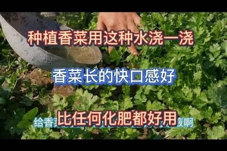 香菜种植时间 香菜种植方法