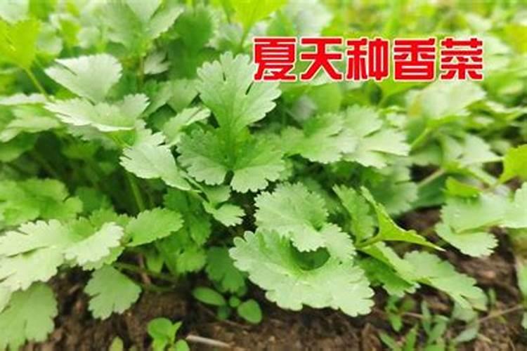 香菜夏秋栽培技术 香菜施肥方法