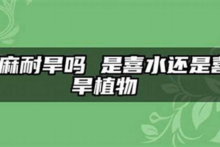 请问芝麻主肥是什么肥料？