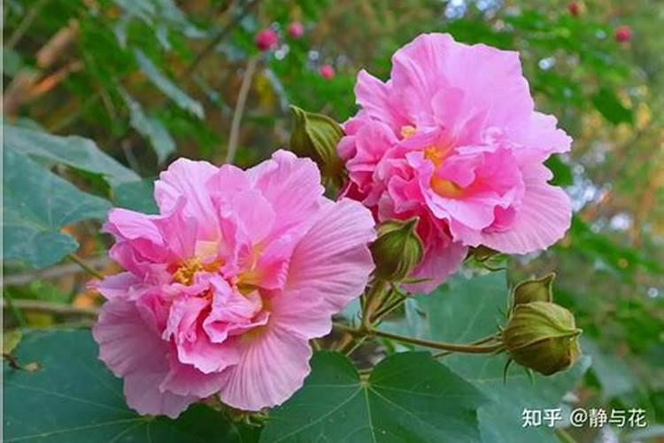 芙蓉花花期可以施肥吗 怎么施肥