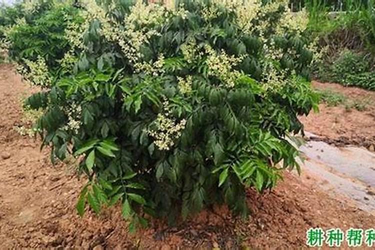 黄皮12月能喷叶面肥吗