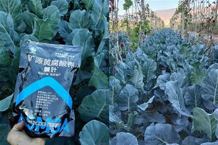 含锌最丰富的食物有哪些