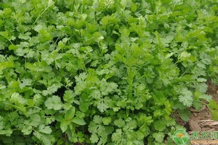 香菜施什么肥料长得快