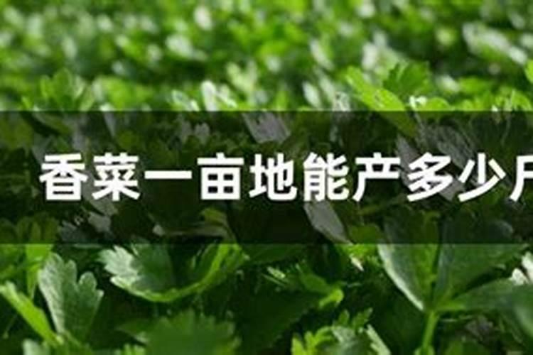 香菜籽怎么种发芽快