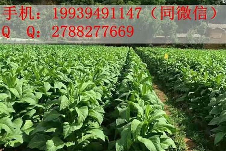 烟草氮肥过多怎么补救？