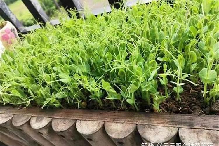 豌豆苗施什么肥料长的快长壮