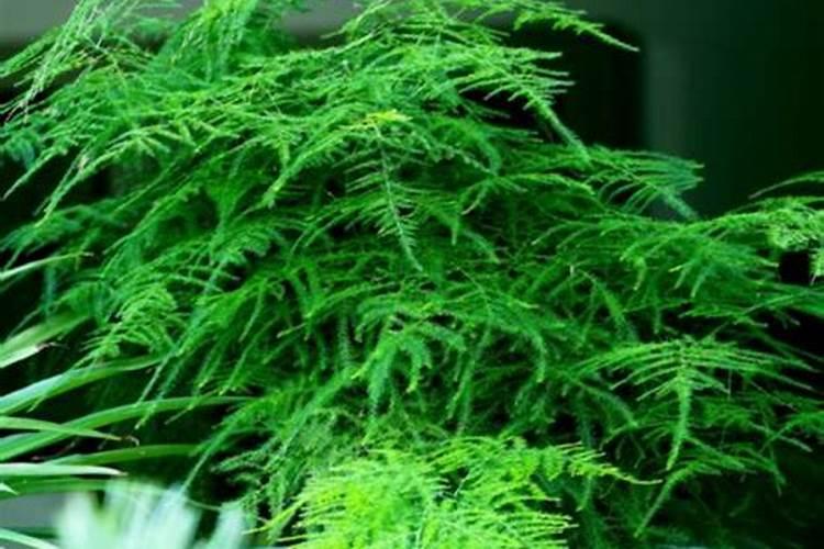 文竹浇什么肥最好