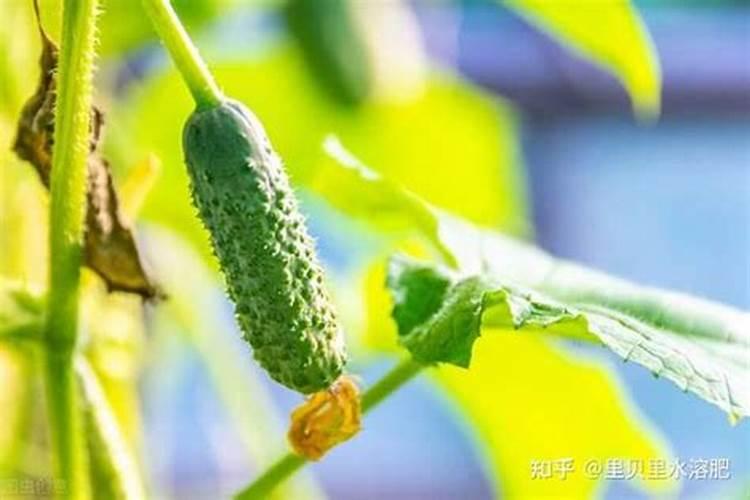 黄瓜用什么肥料产量高