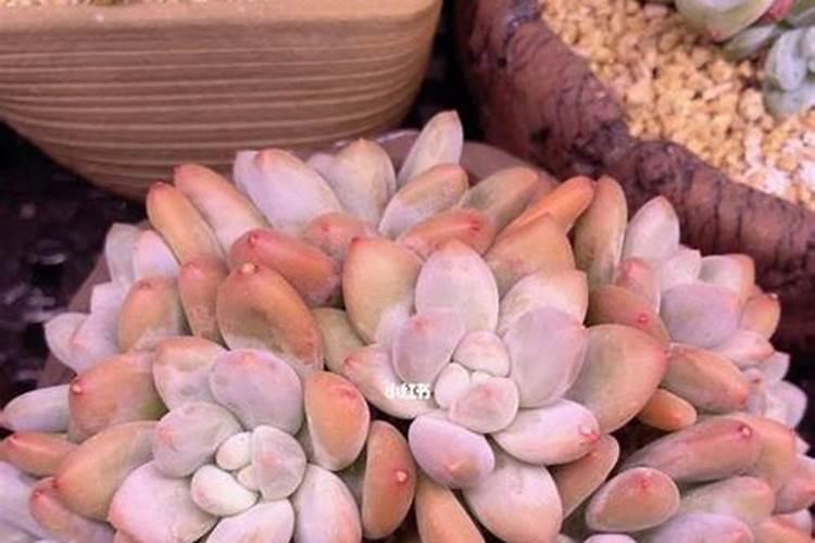 多肉植物可以施氮肥吗