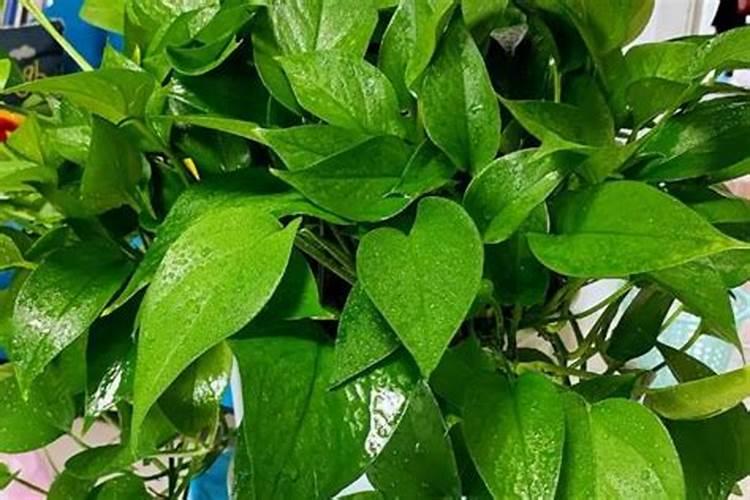 用什么肥好 绿萝施肥方法
