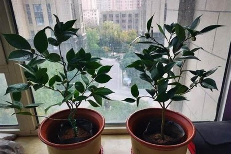 茶花施什么肥最好