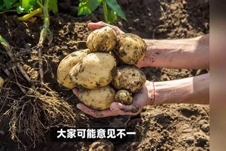 土豆追肥用什么肥料？用了这些肥料土豆养得活才怪