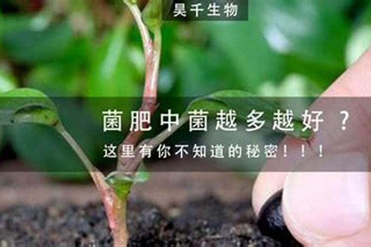 生物菌肥哪种最好